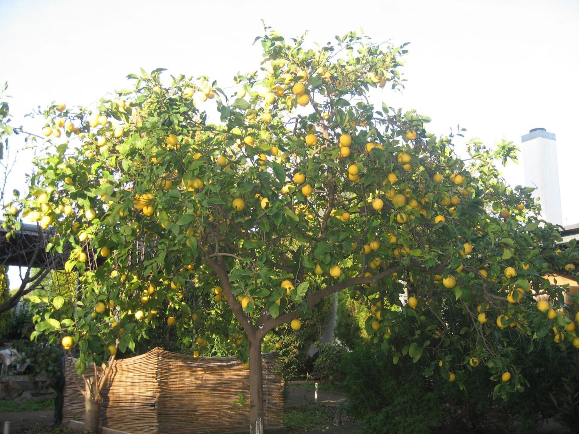 Villa Primavera Villa San Pietro Dış mekan fotoğraf